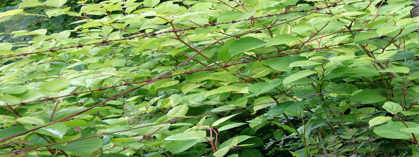 Knotweed Eradication Estimates
