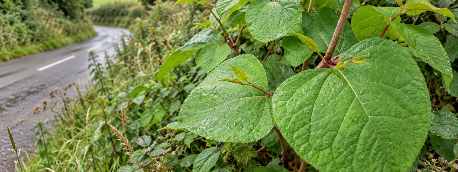 Knotweed Eradication in the South East