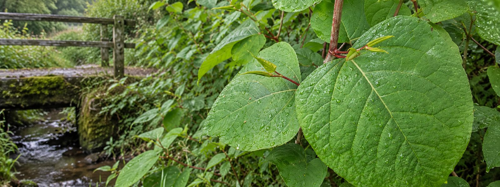 Knotweed Eradication in the South West Knotweed Eradication in the South West